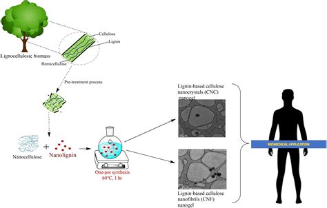  ¿Los Nanotubos de Lignina: el Futuro del Embalaje Sostenible?